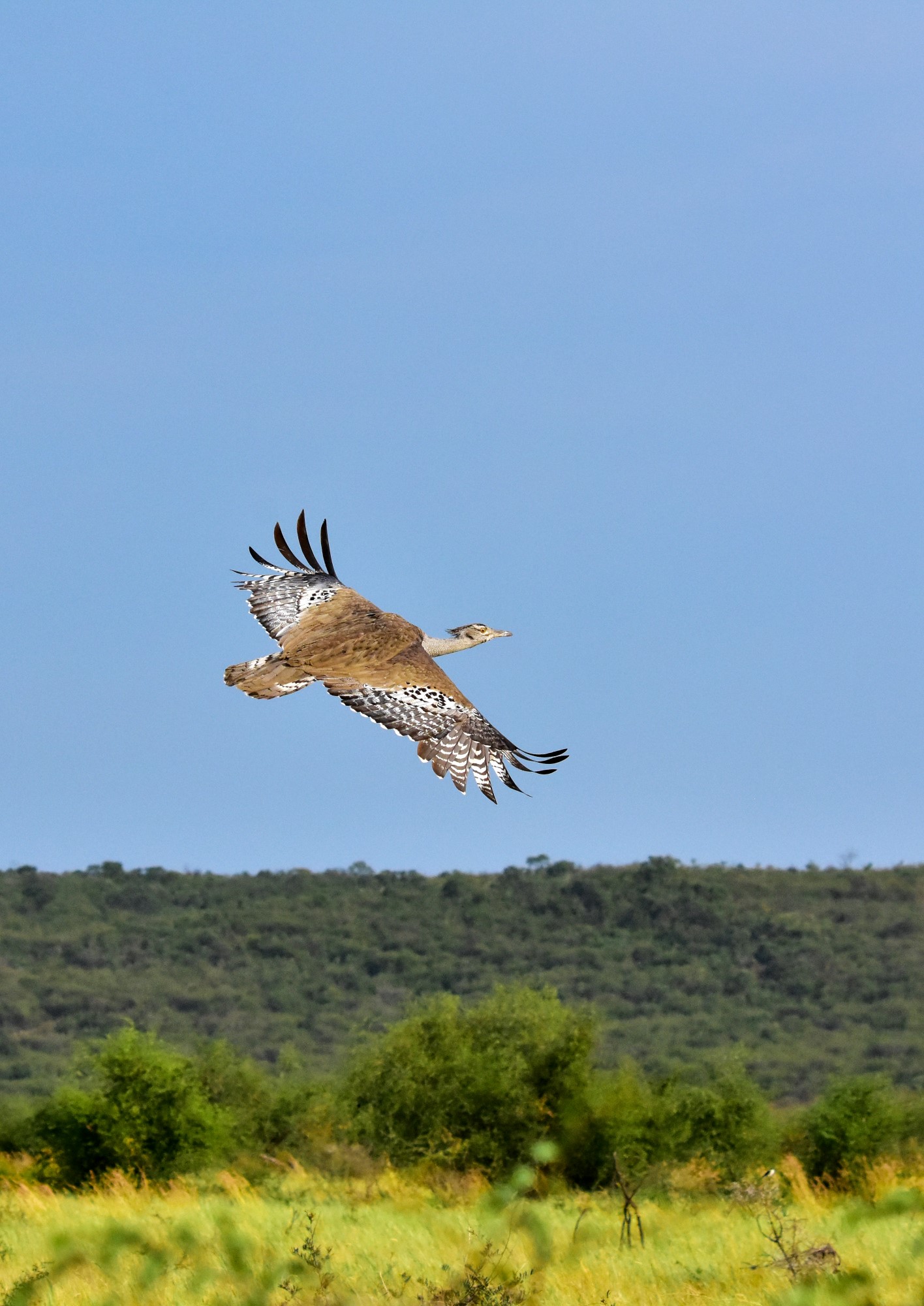 Kori bustard in Madikwe