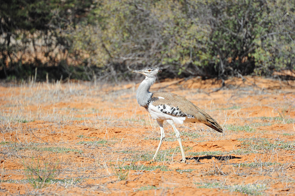 Kori bustard in the Kalahari