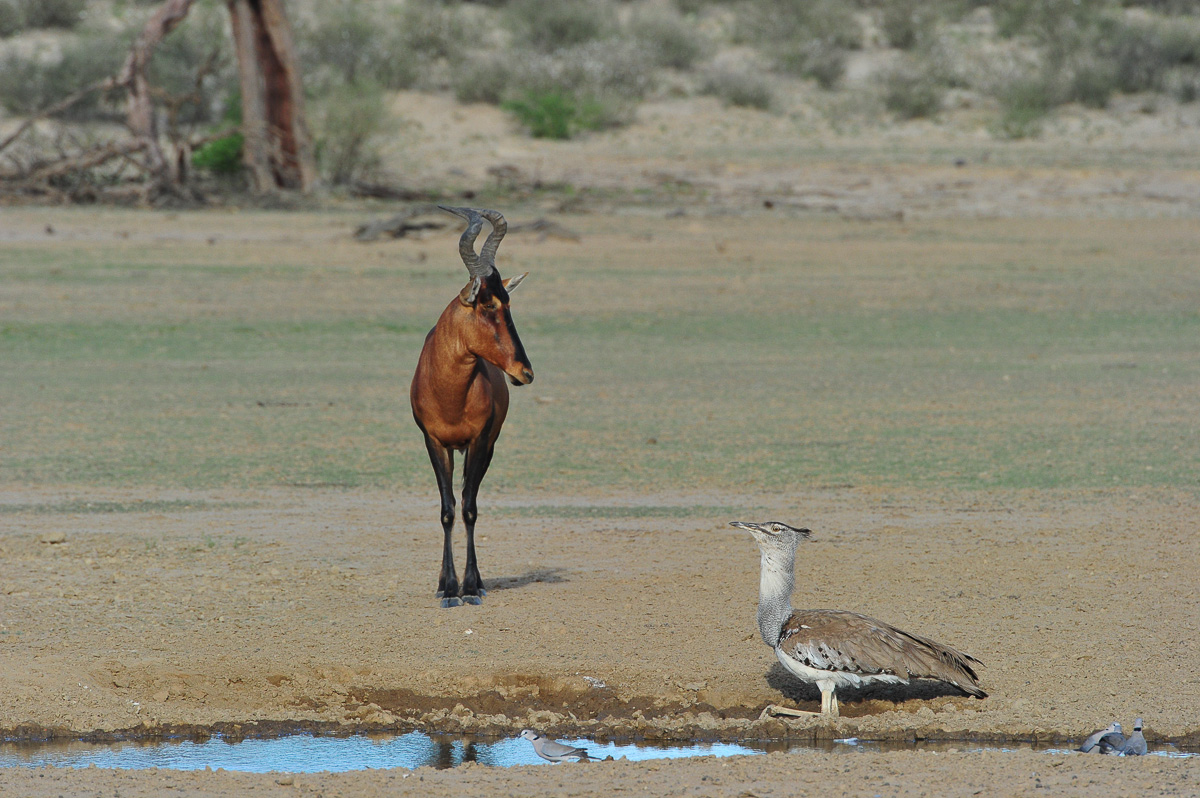Kori bustard and red hartebeest at Polentswa waterhole