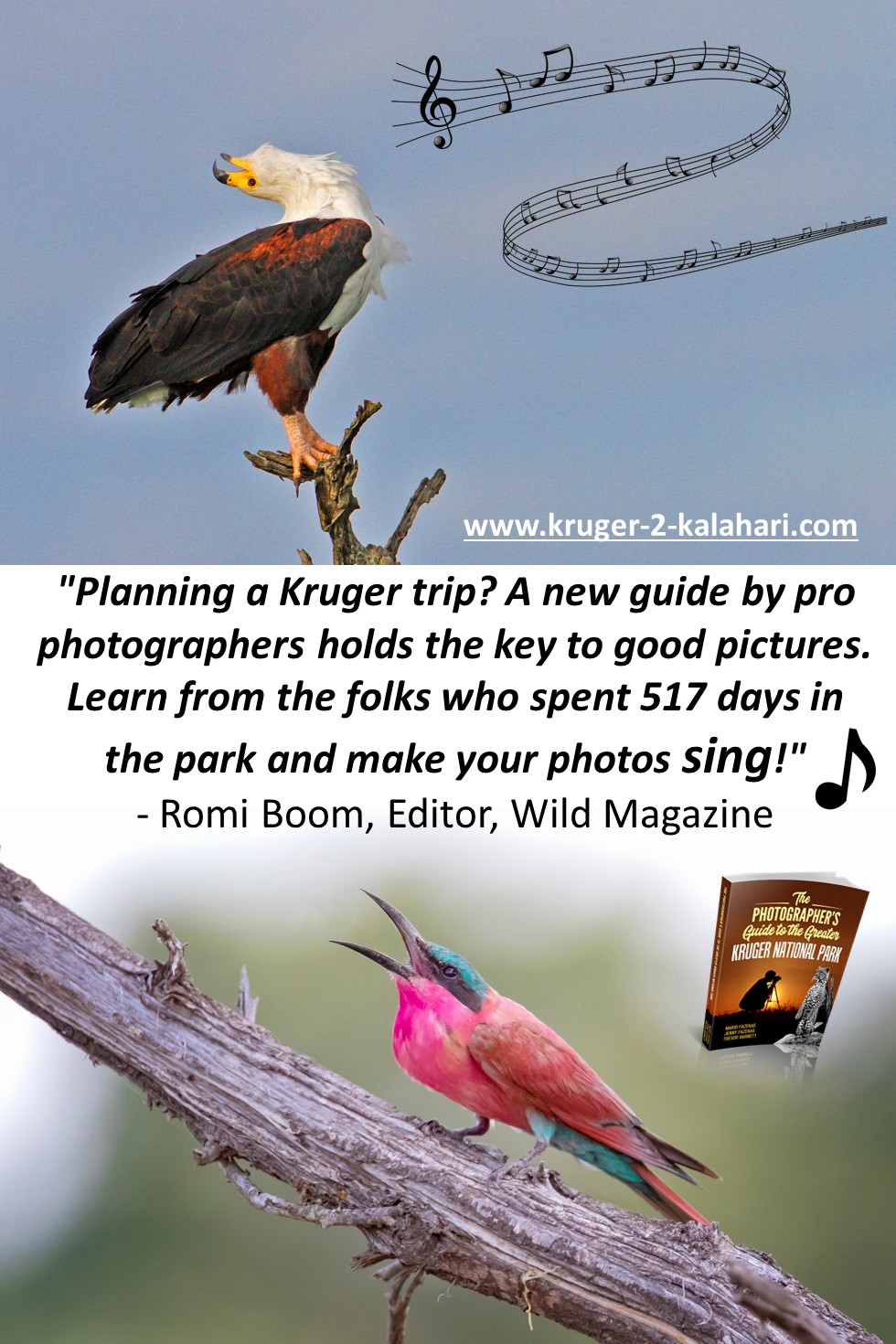 Kruger national park birds