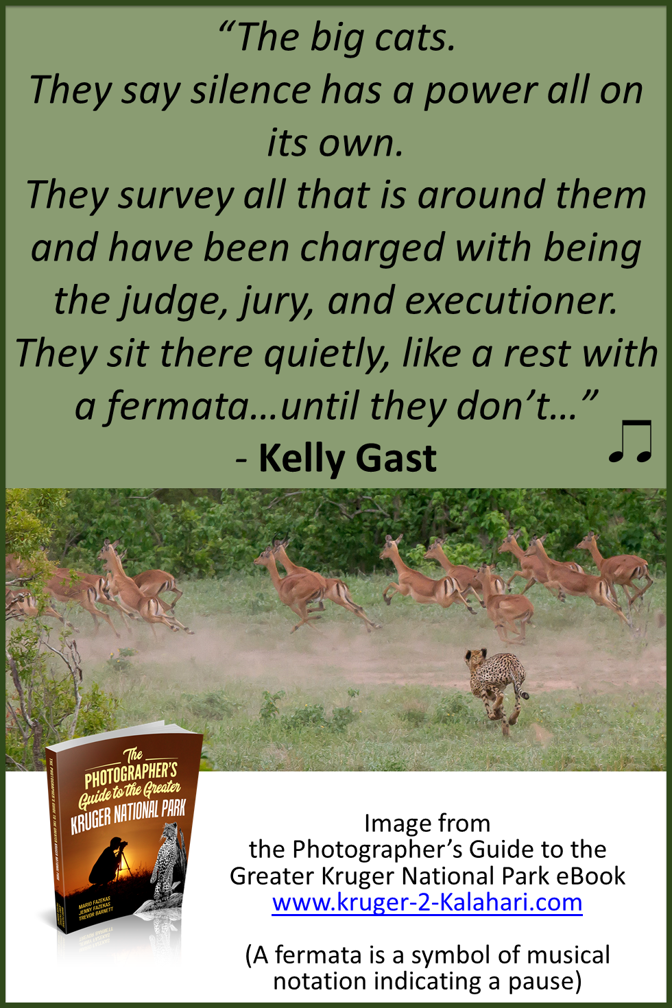 Cheetah chasing impala in the Kruger National Park