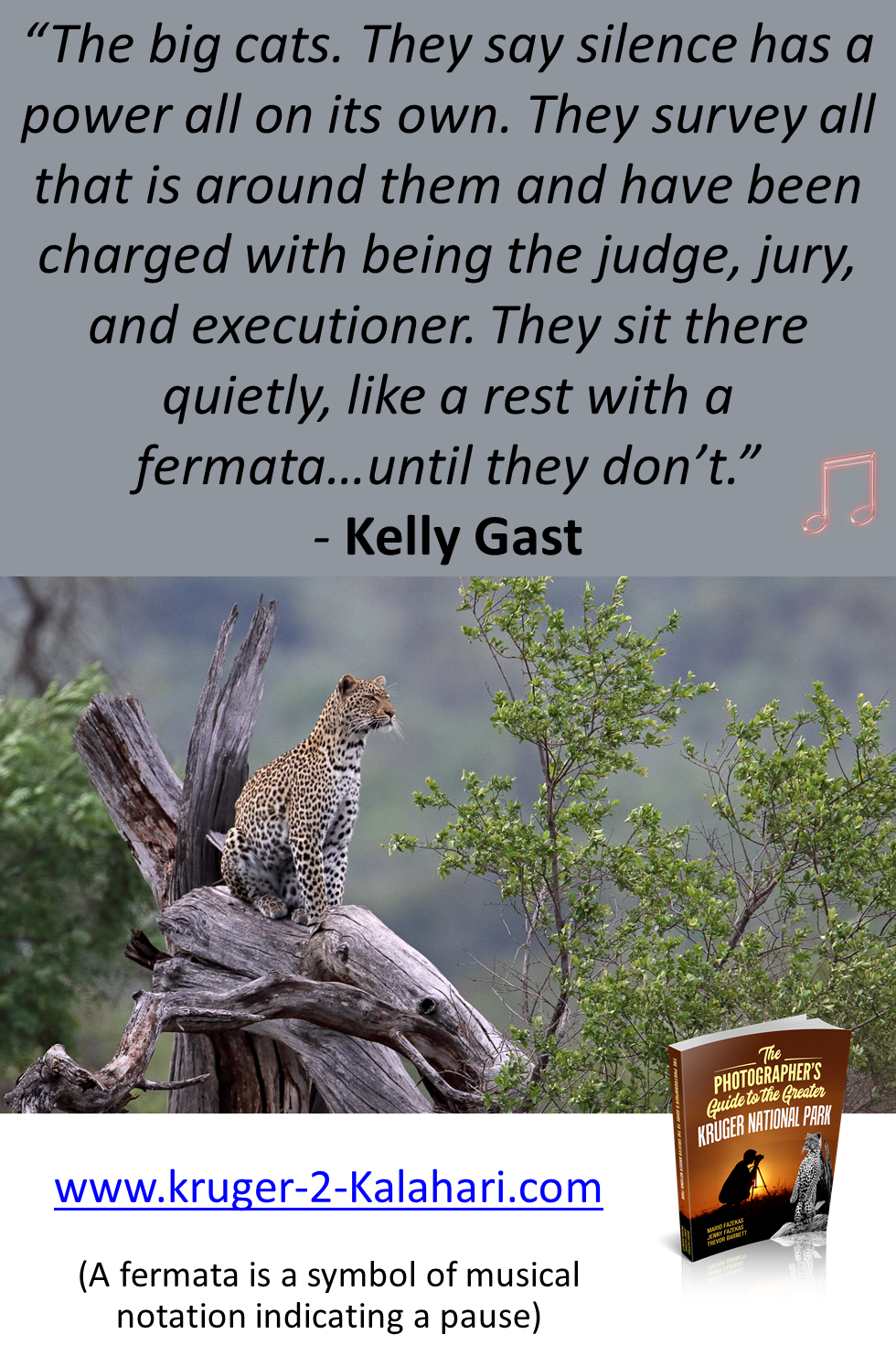 Leopard sitting on tree observing impala in the Kruger National Park