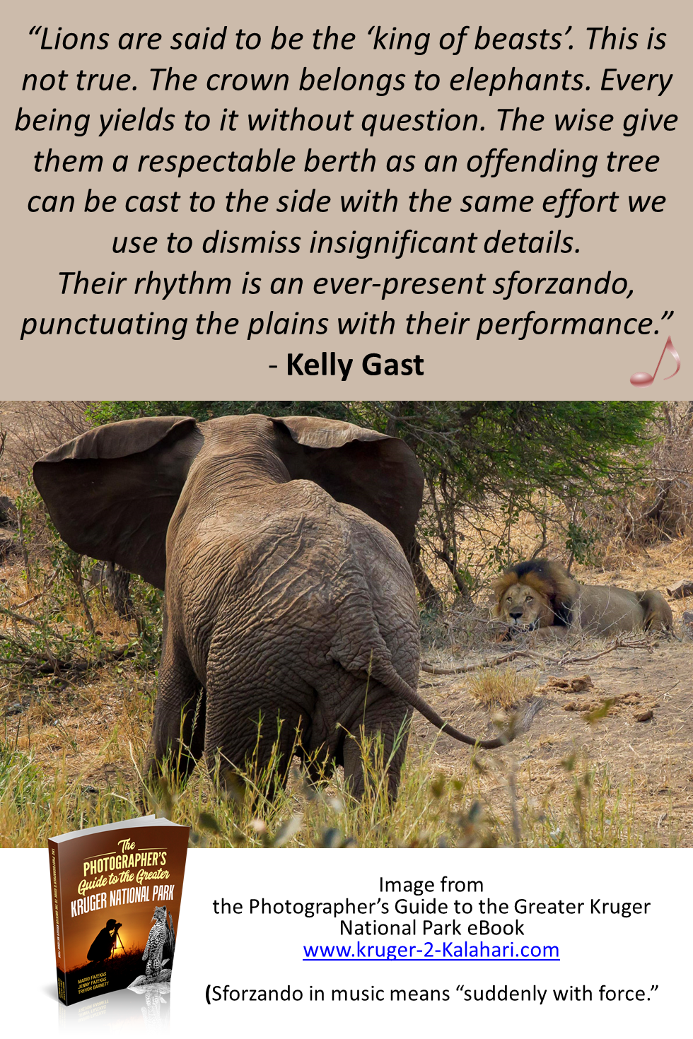 Elephant challenging male lion in Kruger National Park