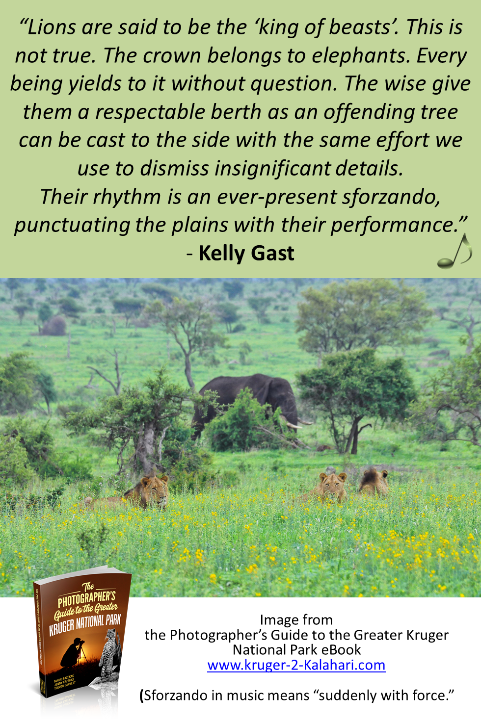 Elephant walking past lions lying in wildflowers in Kruger National Park