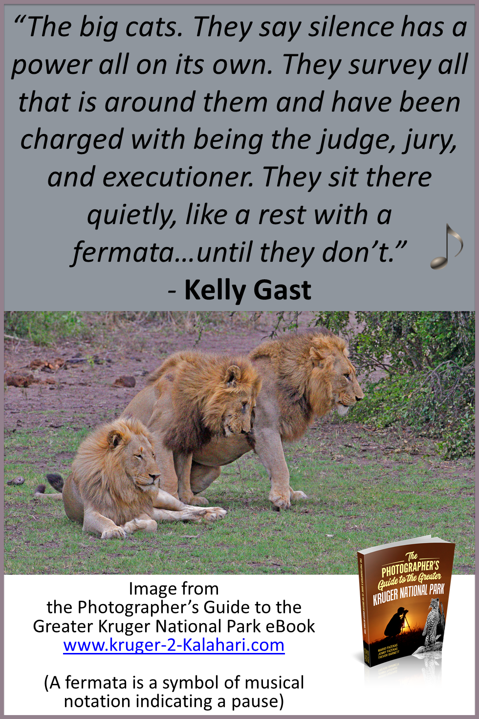 Three male lion brothers in Kruger National Park