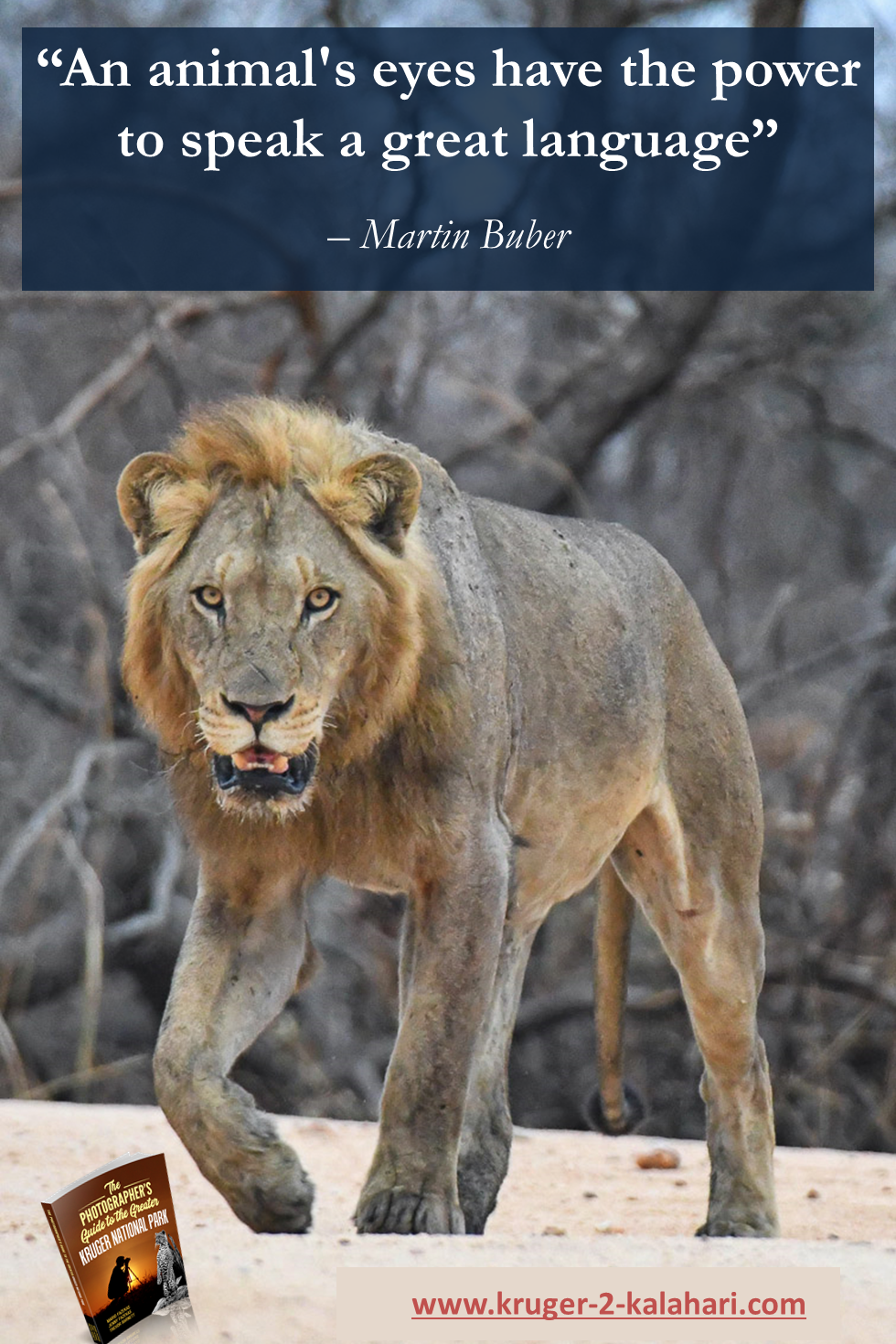 Lion stare  - Kruger National Park