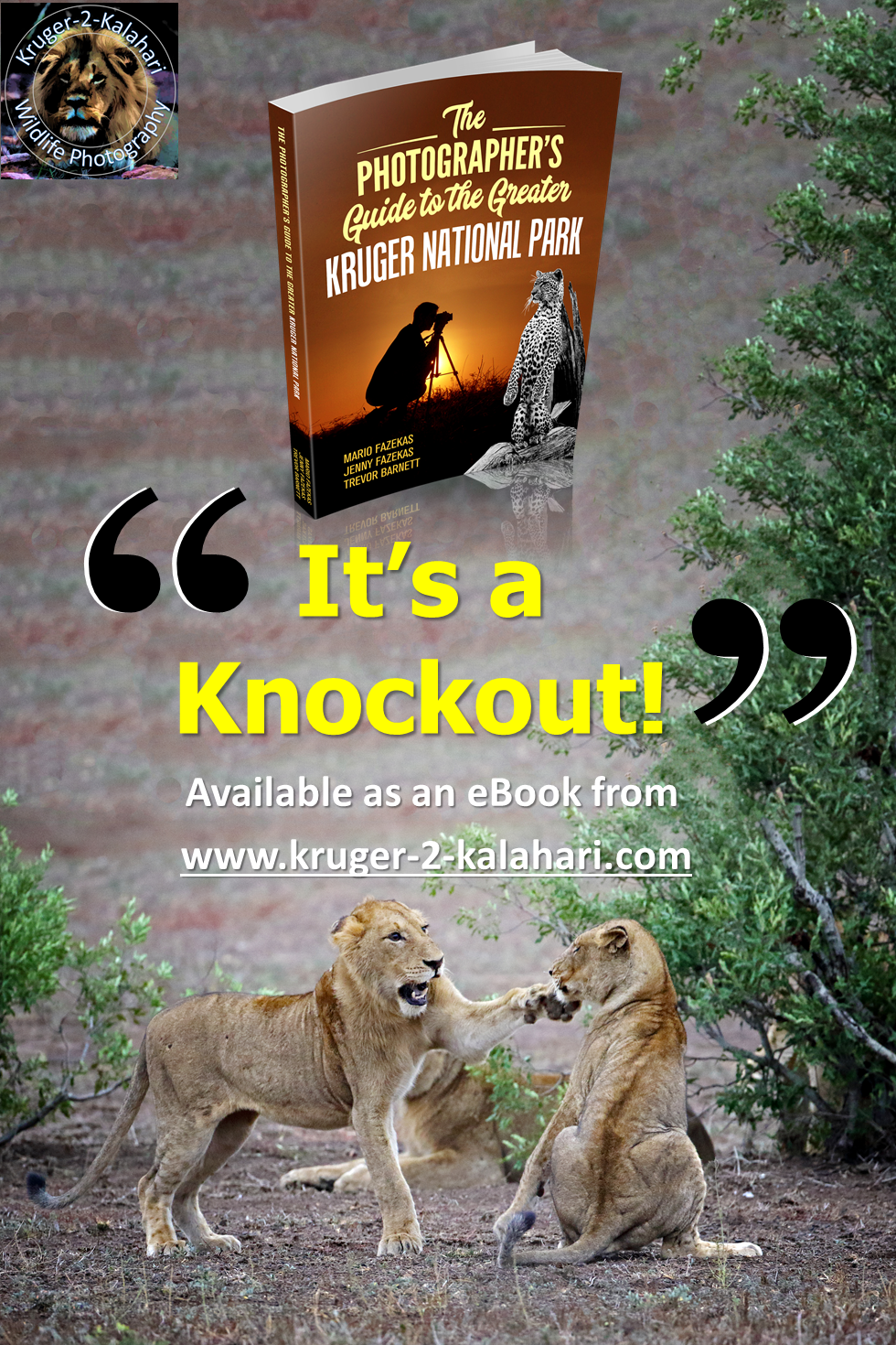 Lions having a fight in the Kruger National Park