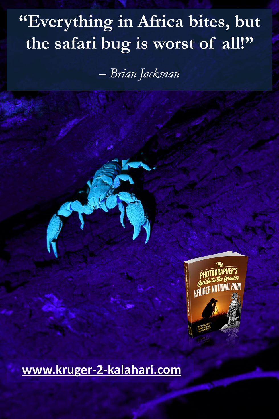 Scorpion under UV light in Letaba Camp, Kruger Park