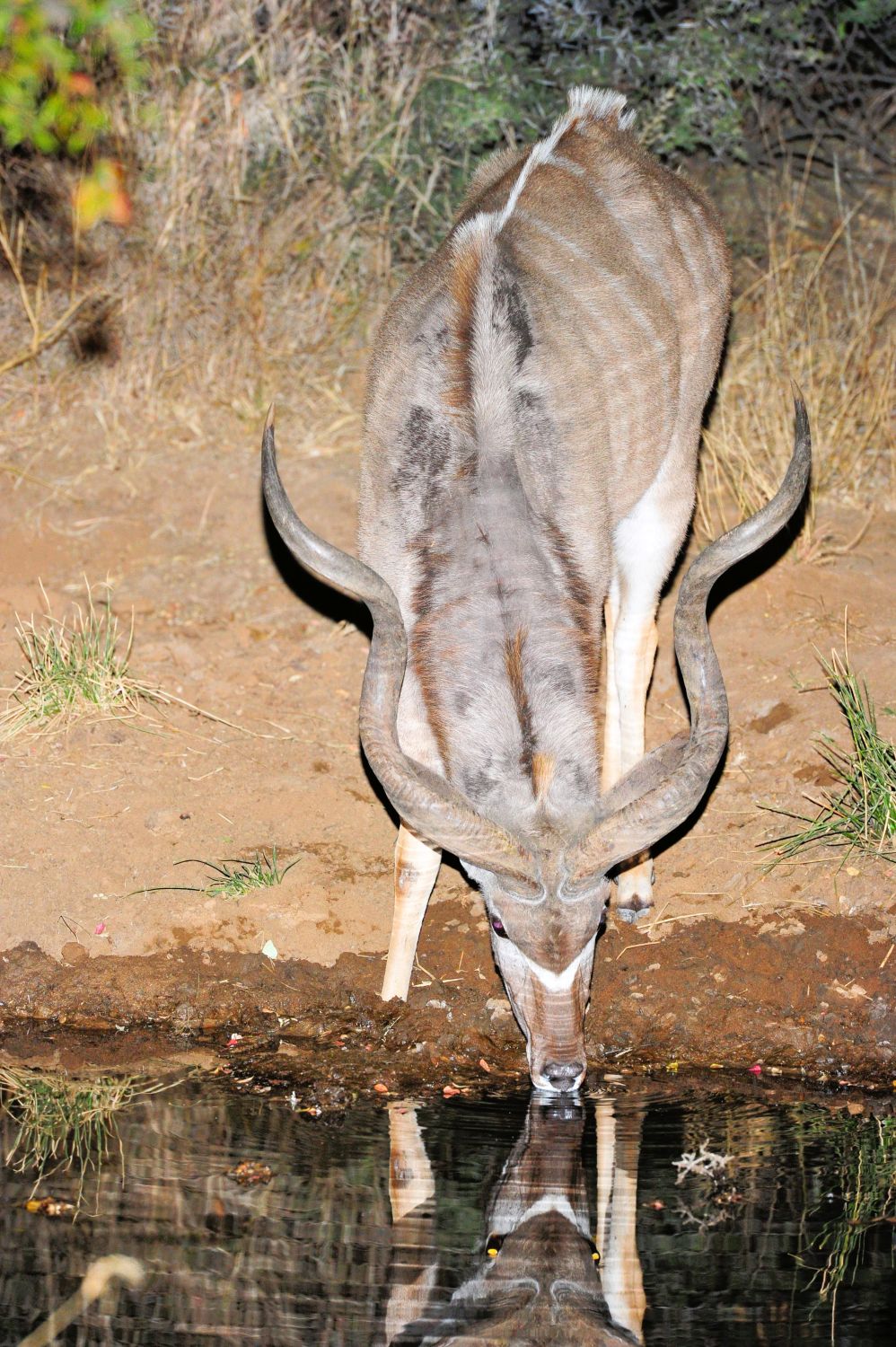 Kudu drinking at the waterhole at night at Pilanesberg Private Lodge 