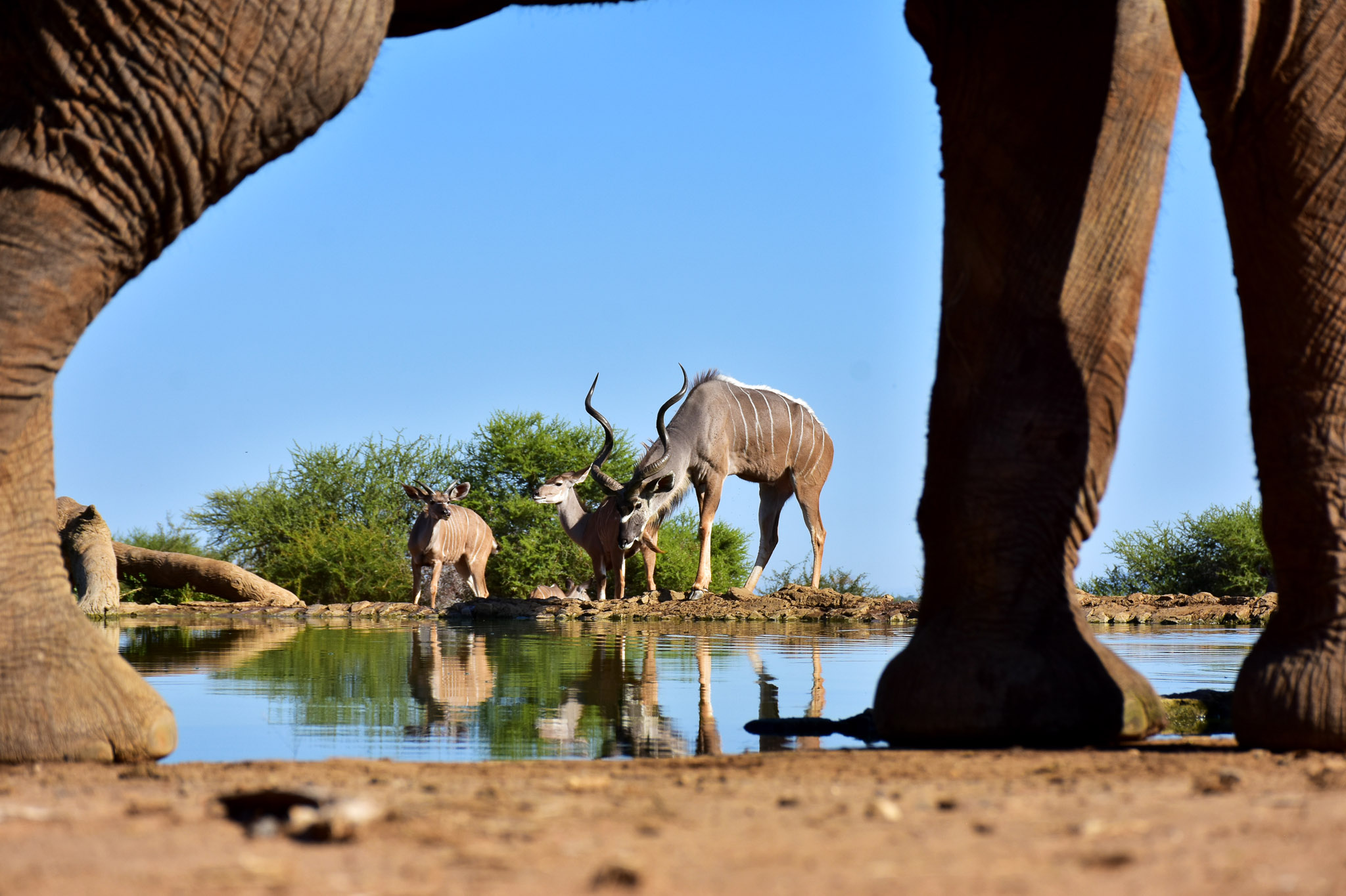 Kudu and elephant at the Last Word Madikwe waterhole