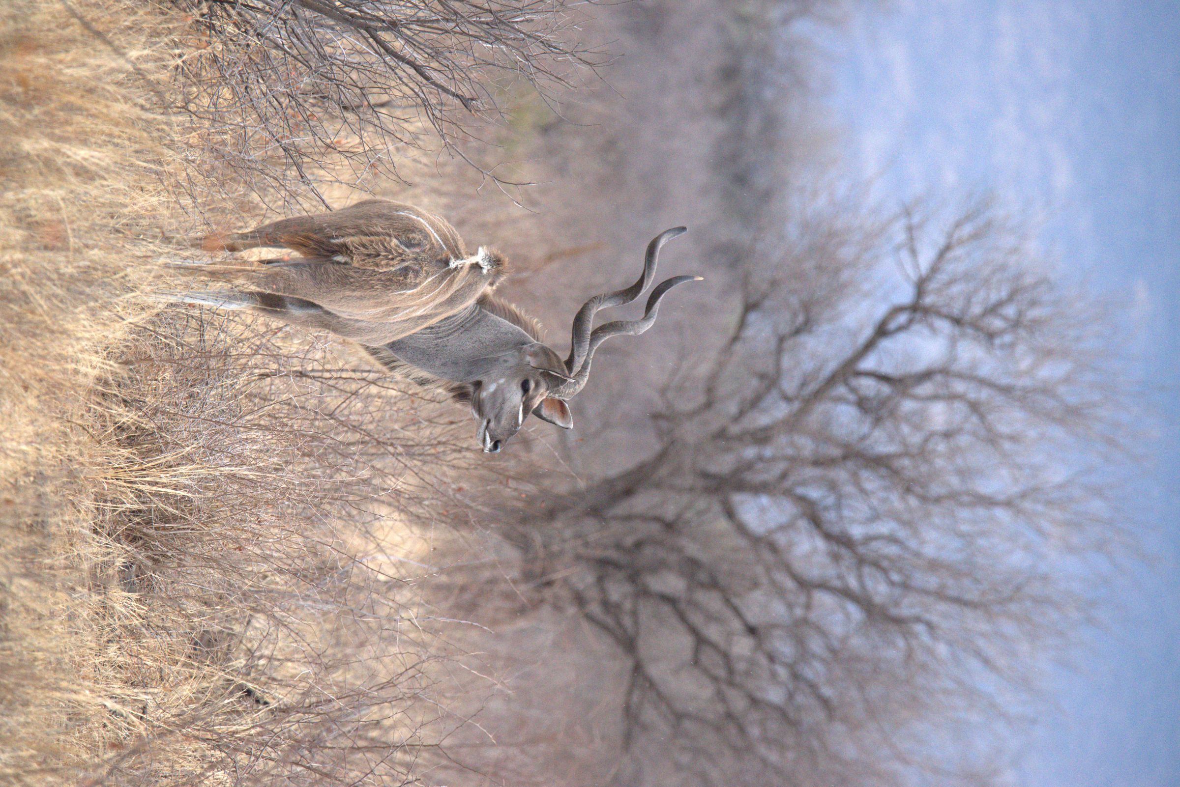 Kudu bull taken on game drive while at Etali Safari Lodge