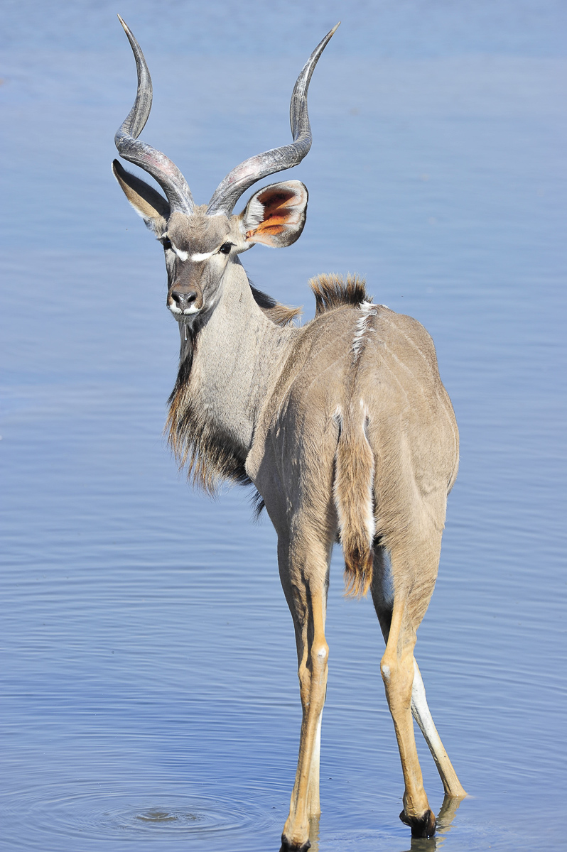 Kudu at the waterhole in Etosha