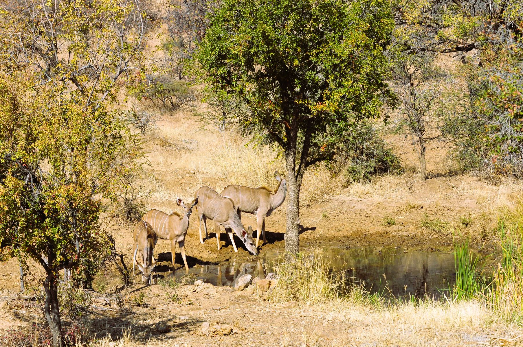 Kudus drinking at Pilanesberg Private Lodges waterhole