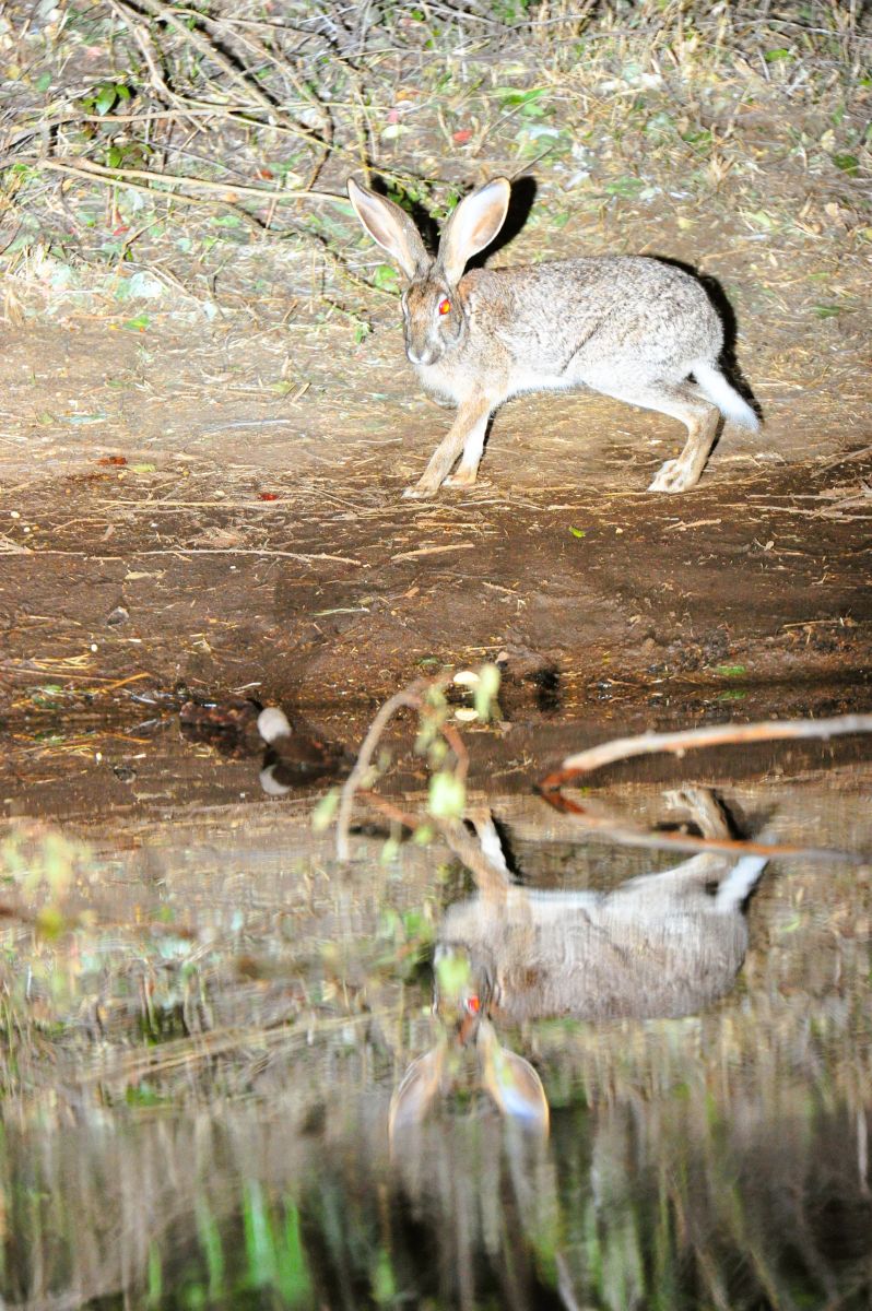 Hare image taken from the hide at Kwa Maritane