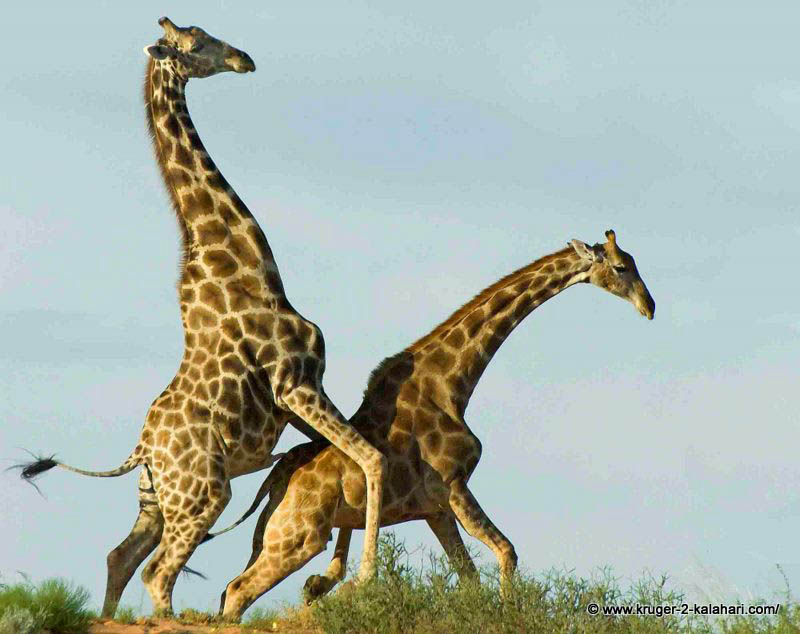 The two giraffe were mating on top of a sand dune near Mata Mata camp. 