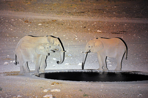 Elephants lit with Lightforce 240 Blitz with Xenon bulb