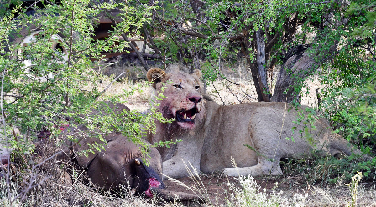lion eating baby elephant lion eating baby elephant