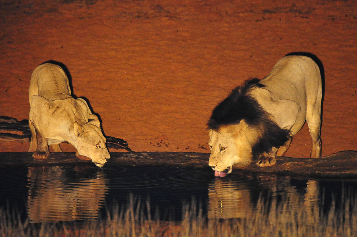 Lions male and female drinking at Gharagab