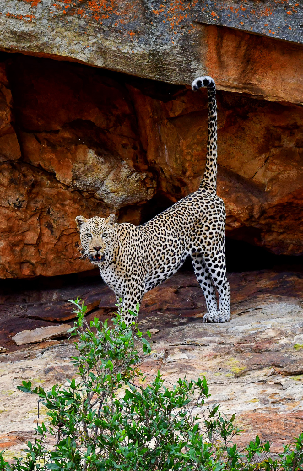 Leopard on Lubye Lubye Rocks near Lower Sabie