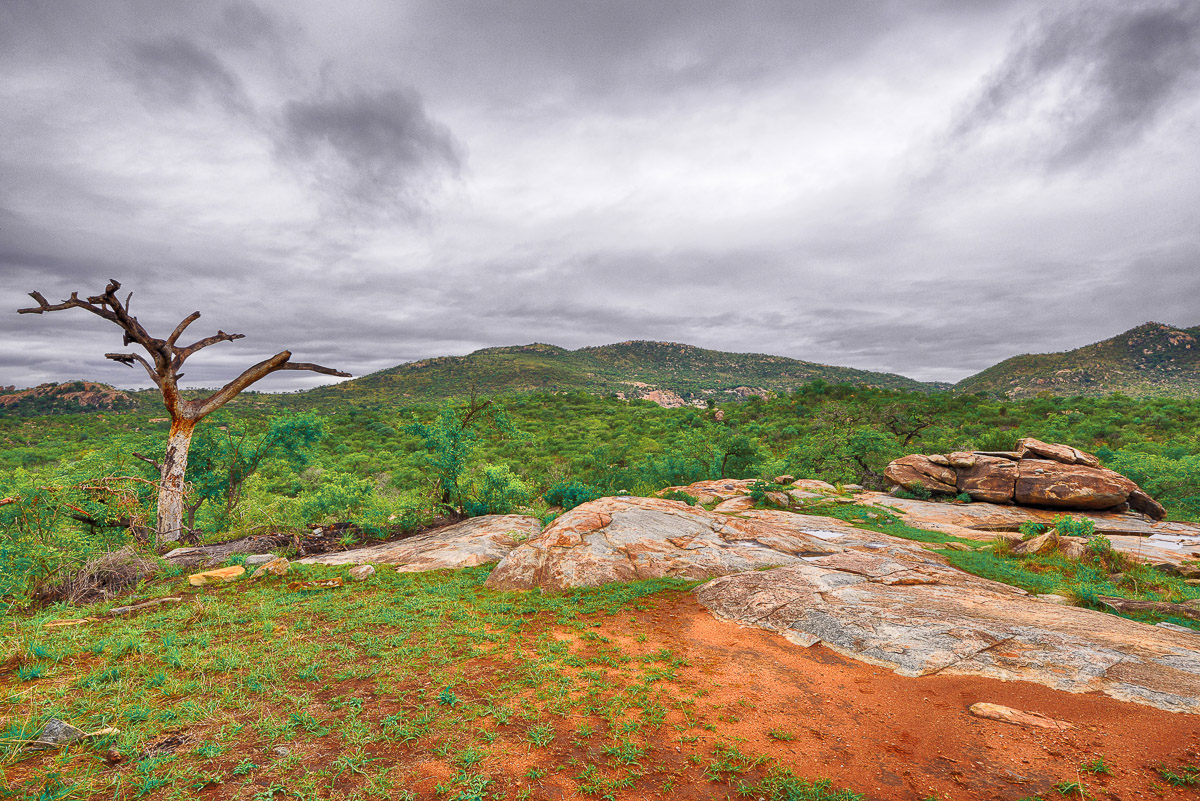 Landscape image taken on a guided safari at Bongani Lodge in the Greater Kruger National Park