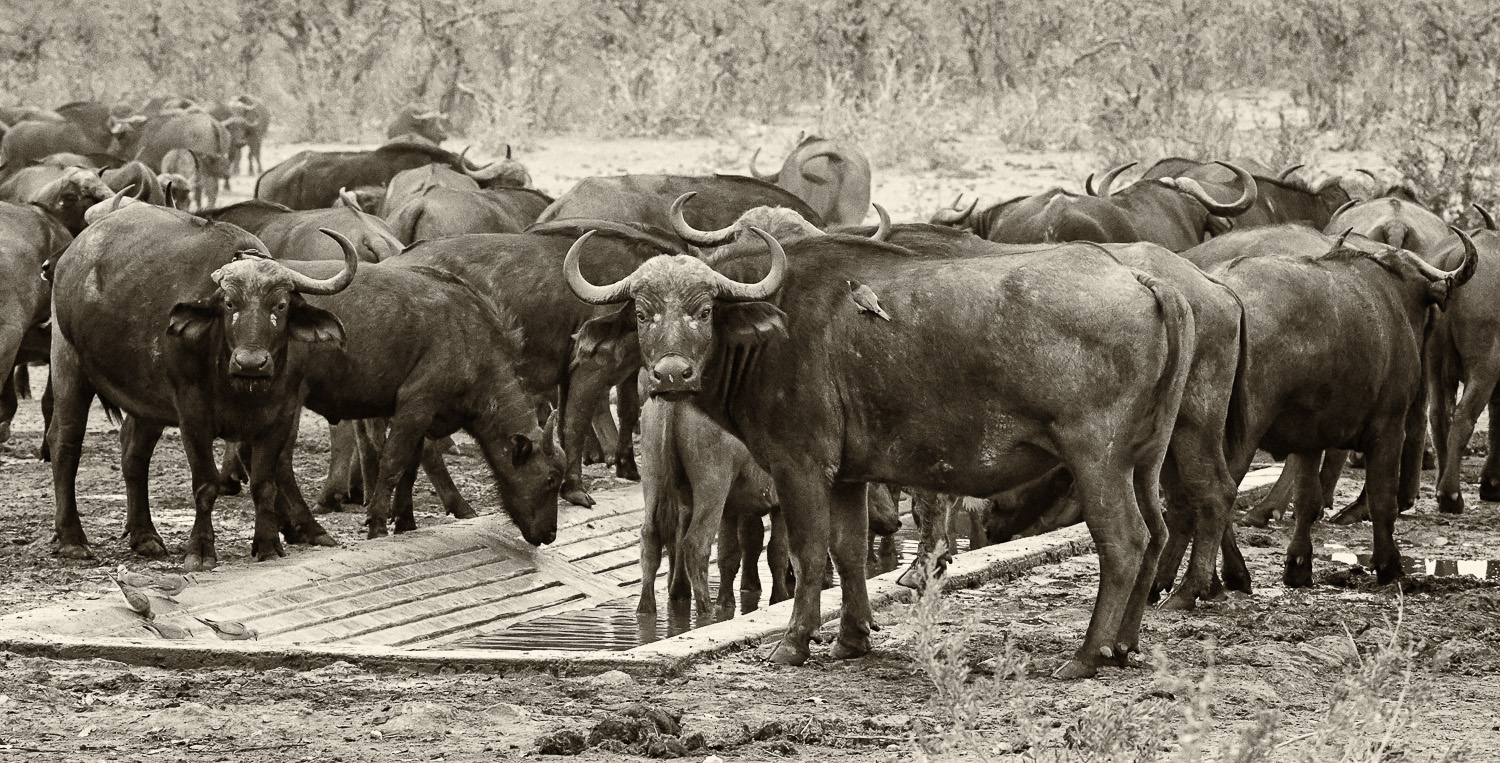 Large Buffalo herds come to Malopenyana wh on H15 to drink in the Kruger National Park