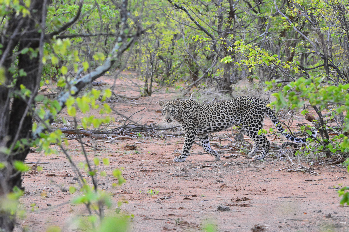 Lataba leopard on the H1-6 main road