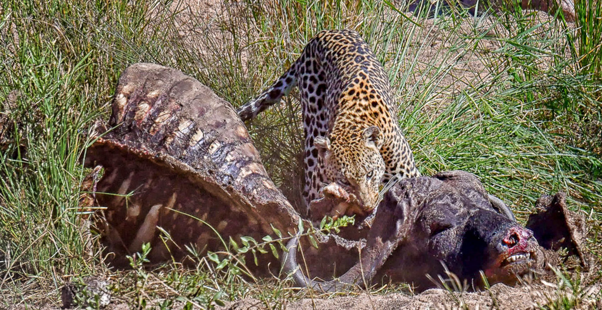 Leopard eating on a buffalo carcass near Biyamiti Bushveld camp in the Kruger National Park