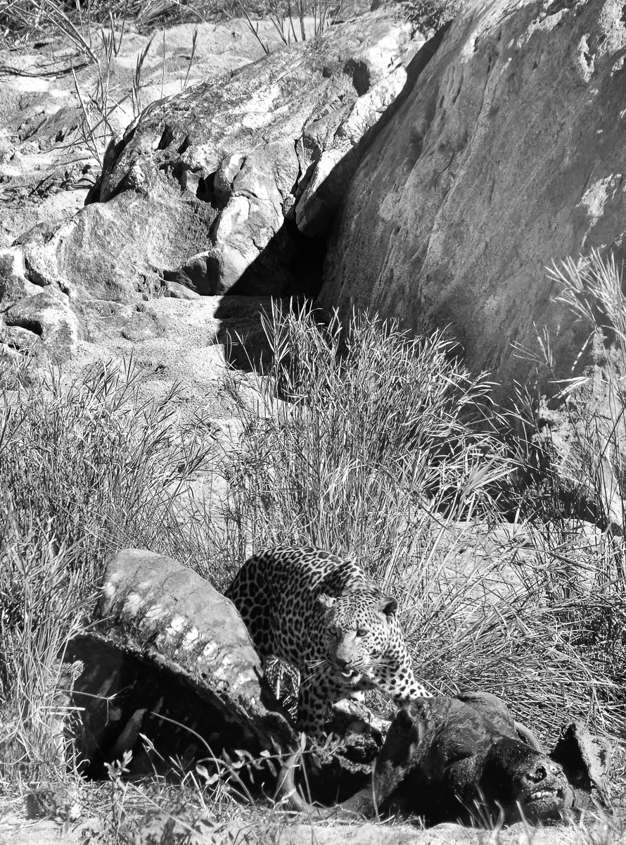 Leopard eating on a buffalo carcass near Biyamiti camp in the Kruger National Park