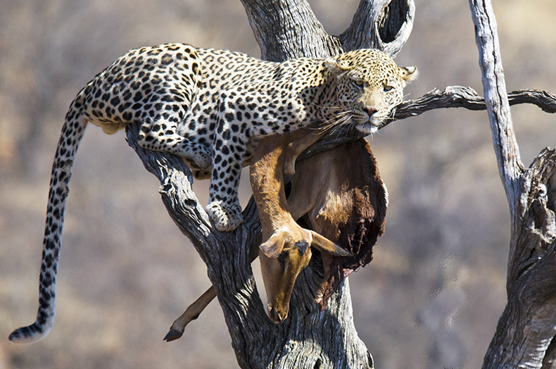 Tamron vs Sigma 150-600 comparative images