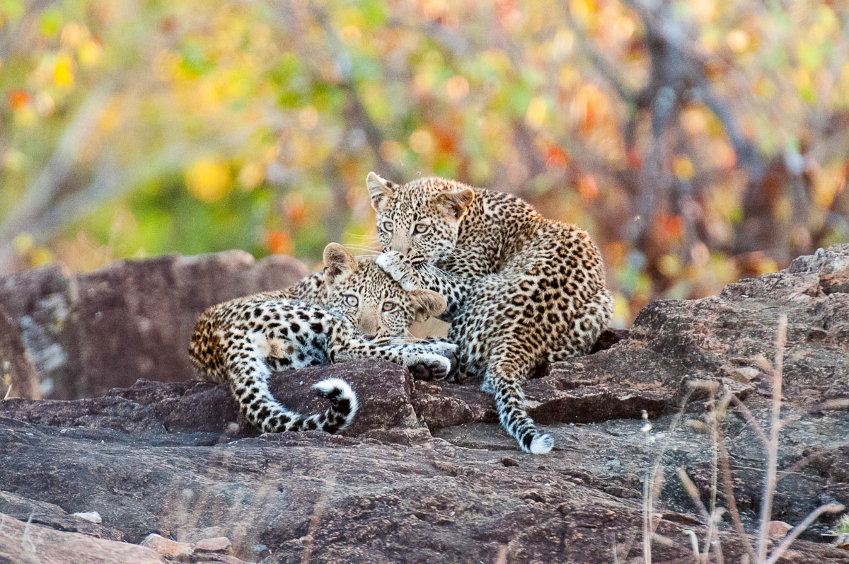 Leopard cubs playing in the morning near Shimuwini