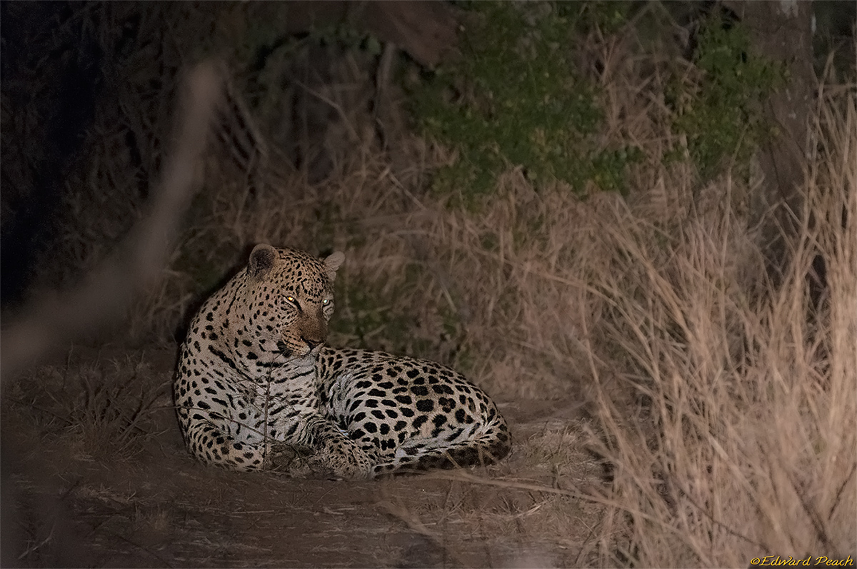 Leopard relaxing next to Ruighoek hide