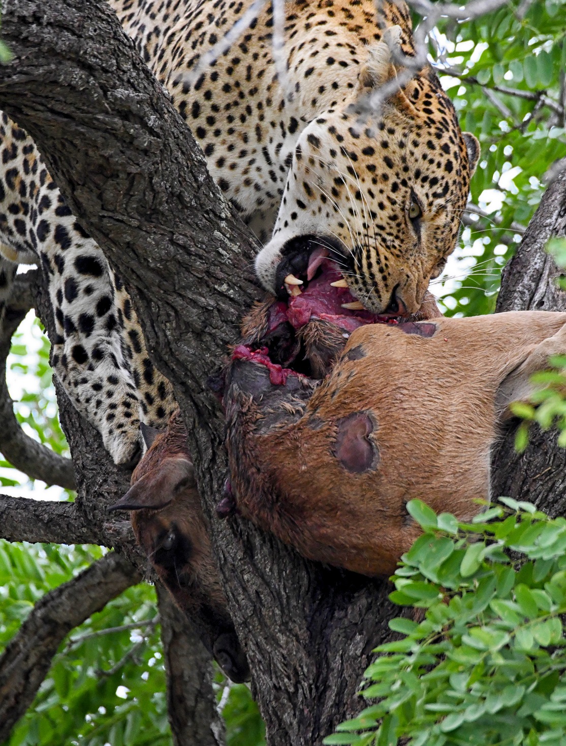 Dangerous safari animals are only dangerous if you threaten them!