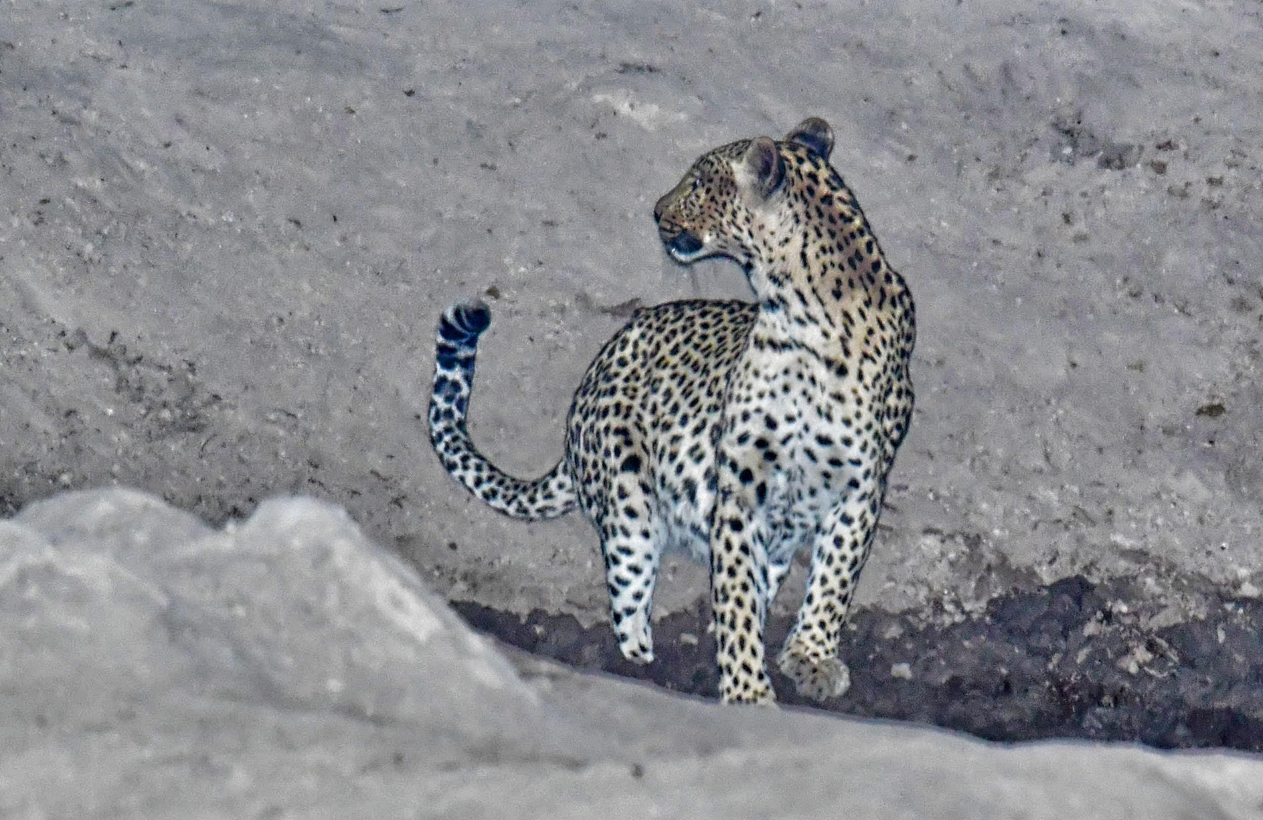 Leopard drinking at Jamala Madikwe waterhole at night Leopard drinking at Jamala Madikwe waterhole at night
