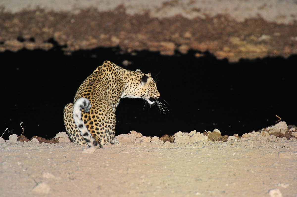 Leopard at the waterhole at Urikaruus