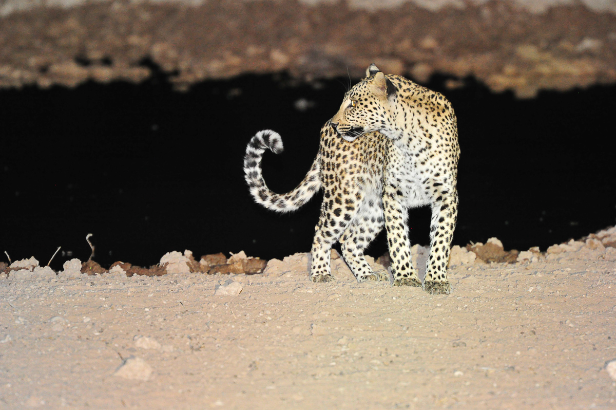 Leopard leaving Urikaruus waterhole