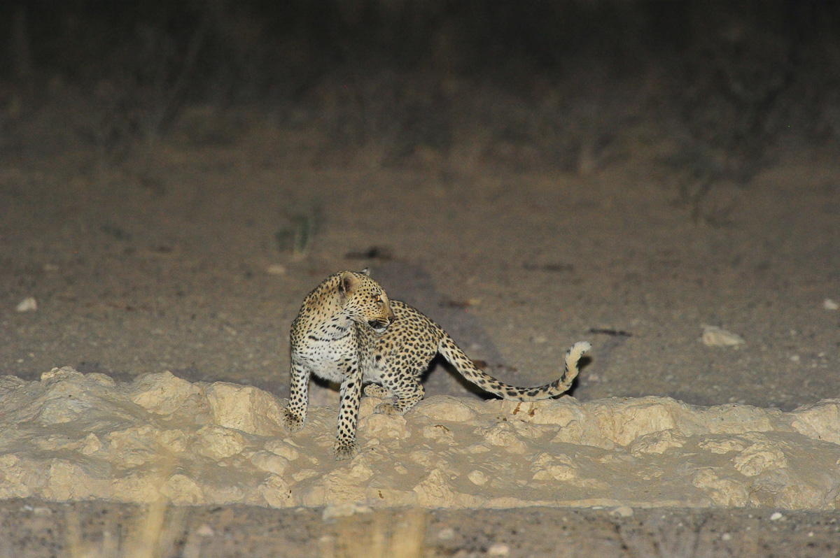 Leopard at Grootkolk waterhole looking around