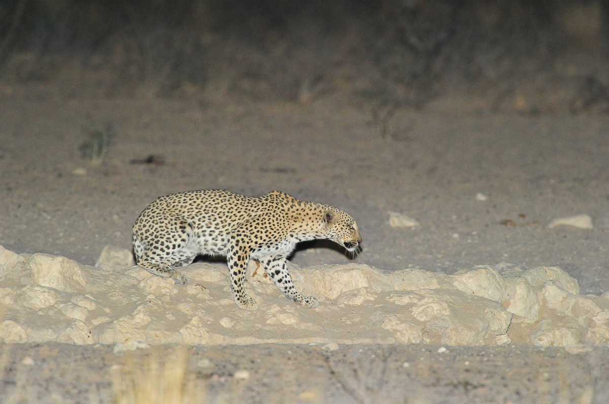 Leopard at Grootkolk waterhole