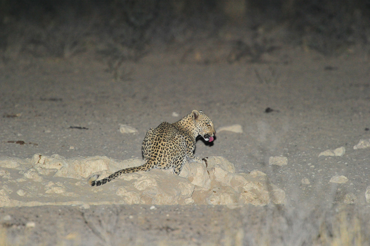 Leopard drinking at Grootkolk waterhole
