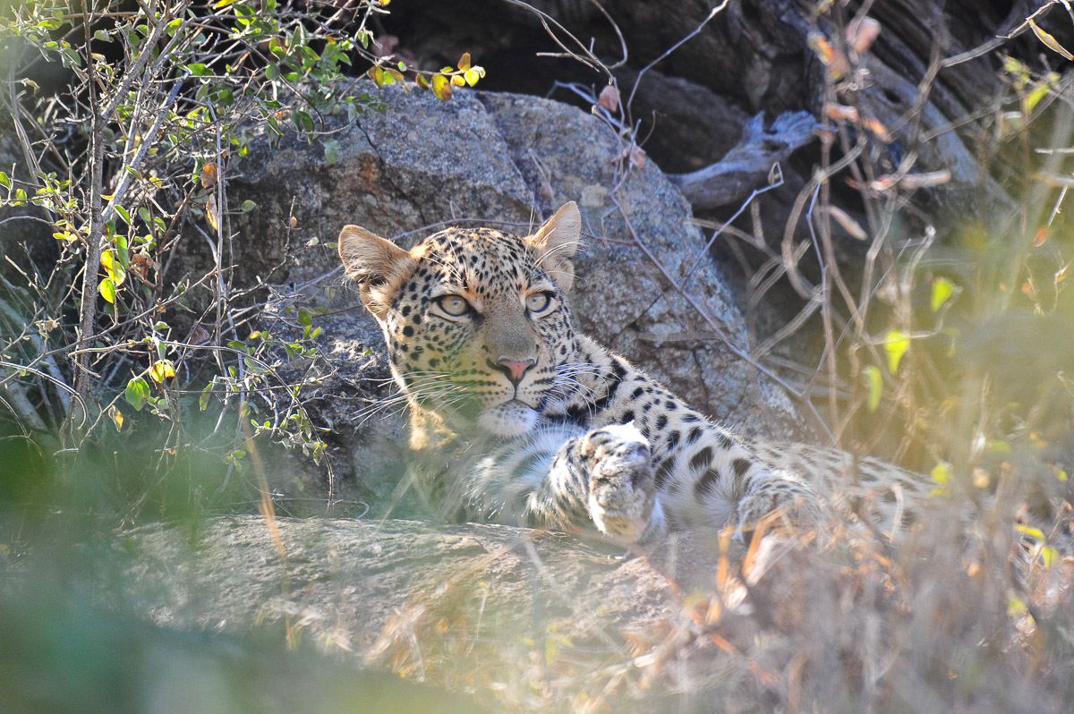 Leopard on rocks Tlhware drive