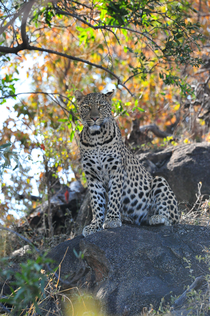 Leopard on the rocks in the Pilanesberg