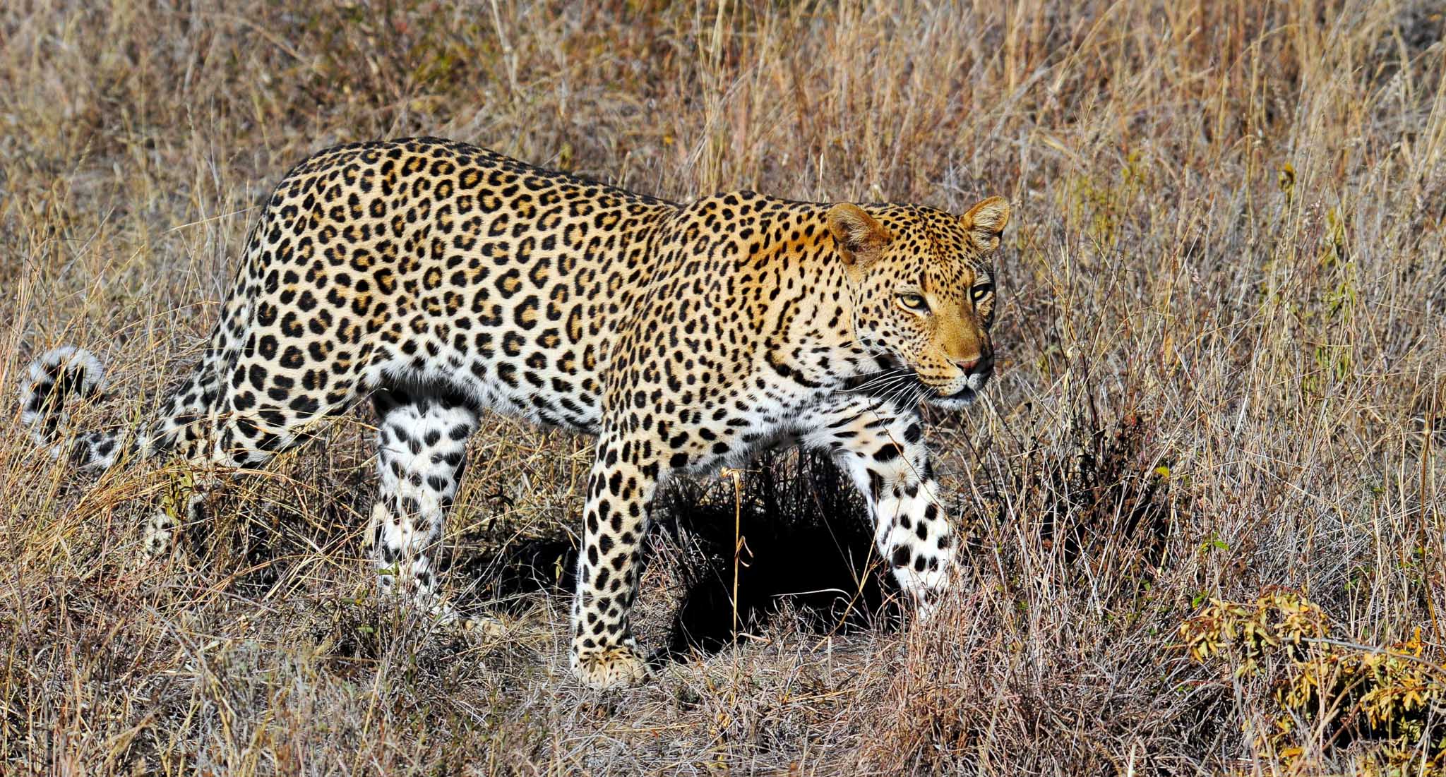 leopard - Mosetlha