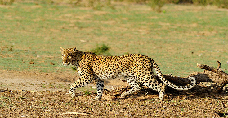 Leopard Leaving tree at Kannaguass waterhole