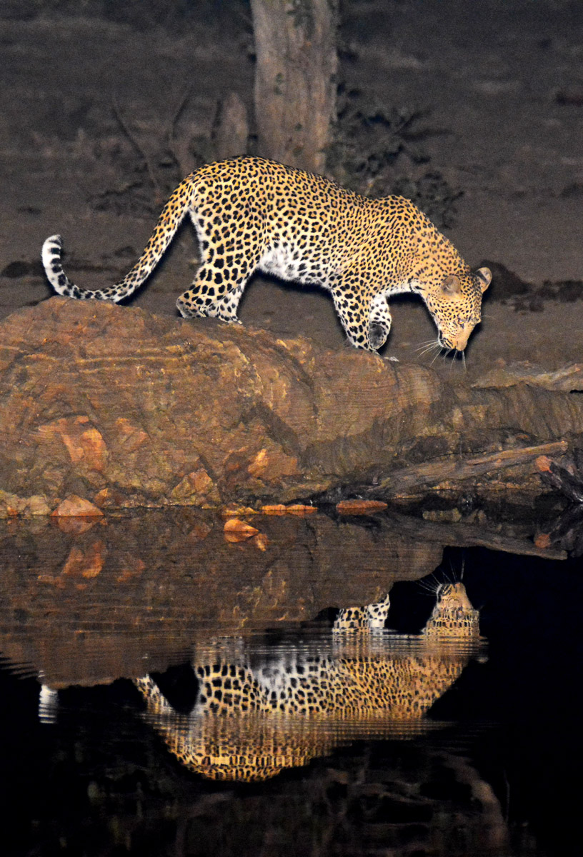 Leopard at Punda Hide at night