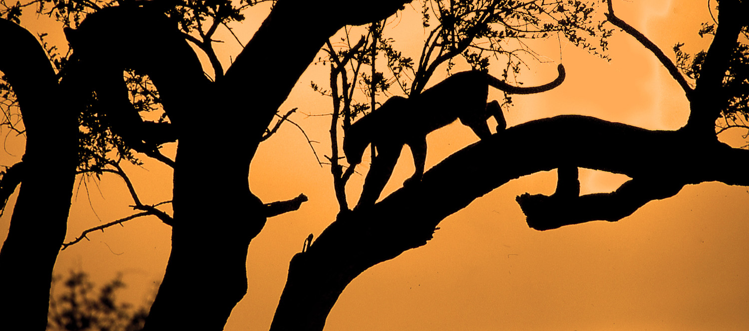 Leopard Silhouette at Sonop waterhole