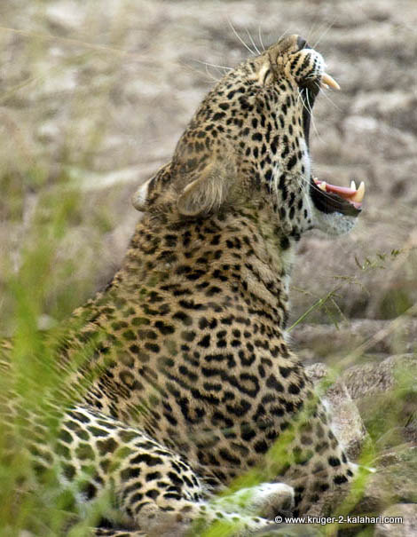 Leopard Kruger Park