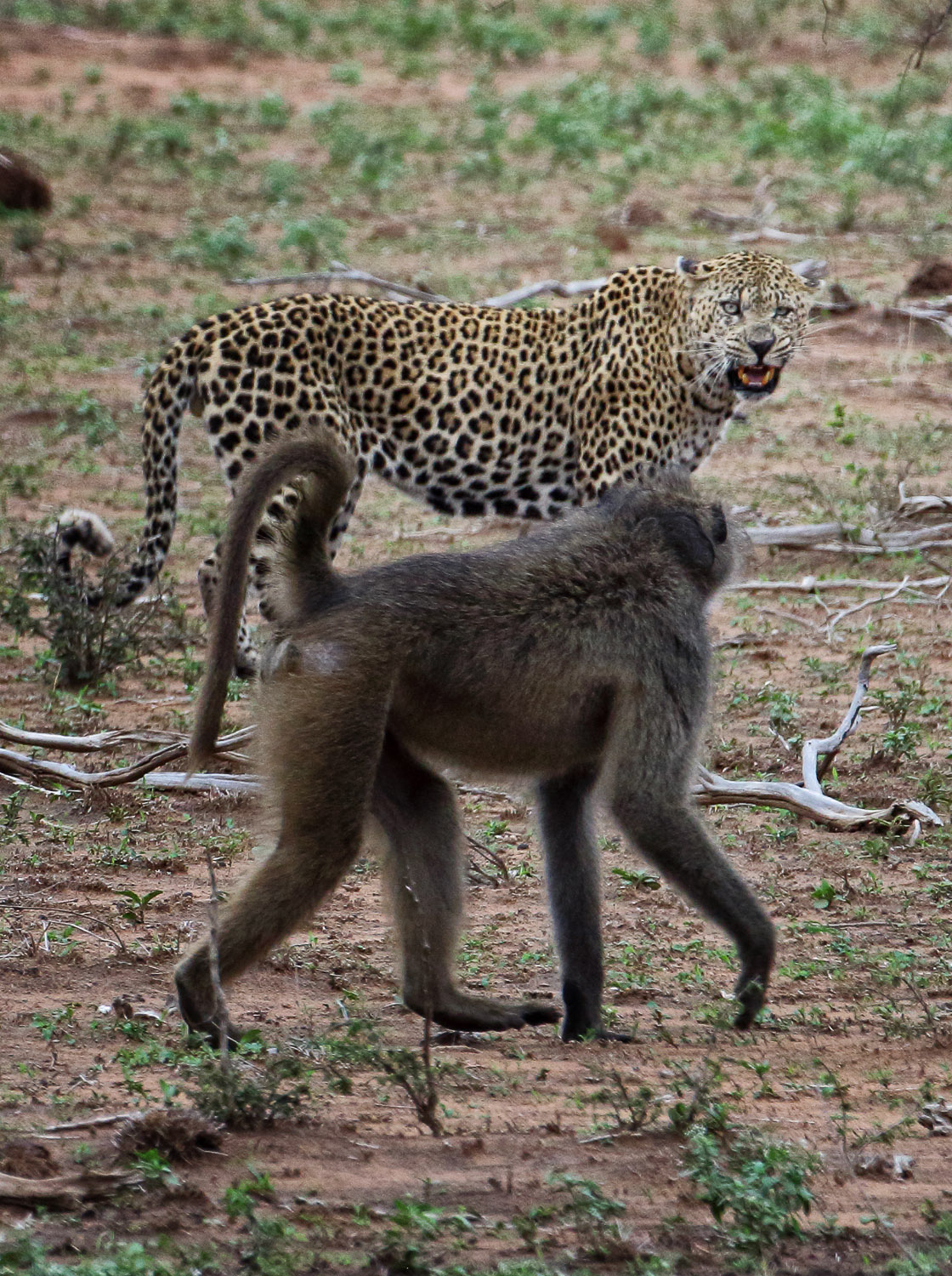 Leopard and Baboon face off, image taken on a self-drive in the Kruger National Park