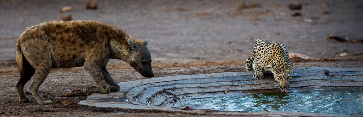 Leopard and Hyena drinking at De Laporte waterhole on the H1-1 near Skukuza in the Kruger National Park