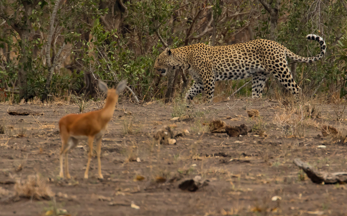 Steenbok looking at Leopard walking by, image taken on a self-drive in the Kruger National Park