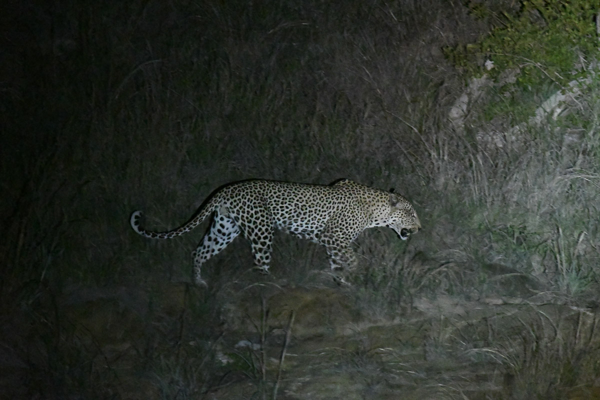 Leopard walking past our tent at Tamboti Camp in the Kruger National Park