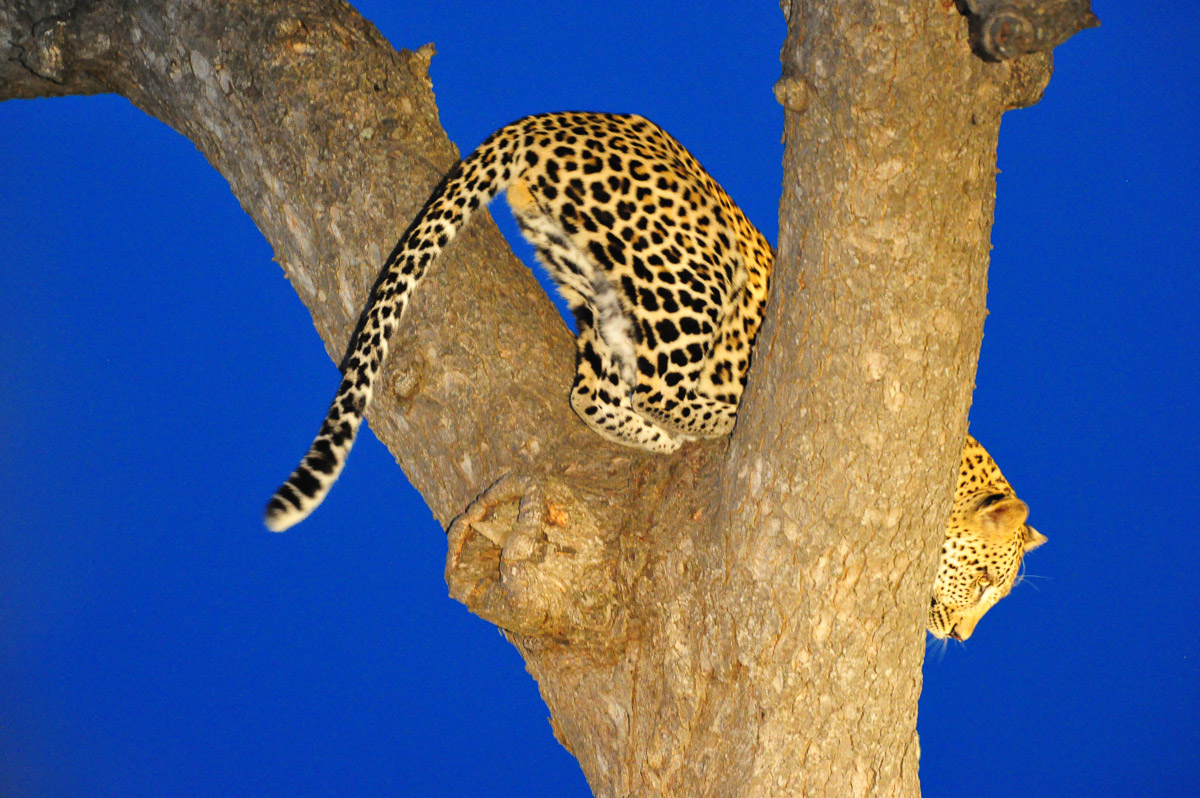 Leopard image taken at blue hour on a night drive at Lukimbi Safari Lodge in the Kruger National Park
